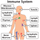 Immune System – What does it do? – (Mindset Media)