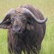 Buffaloes covered on our tour = Phoebe UG Network! – (Mindset Media News)