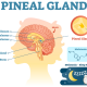 PINEAL GLAND, the Third EYE – (Mindset Media News!)