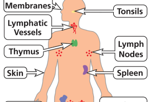 Immune System – What does it do? – (Mindset Media)