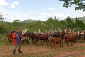 A Young cow-herd’s man waving at us! = Phoebe UG Network! – (Mindset Media News)