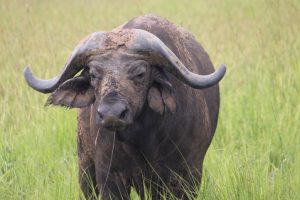 Buffaloes covered on our tour = Phoebe UG Network! – (Mindset Media News)