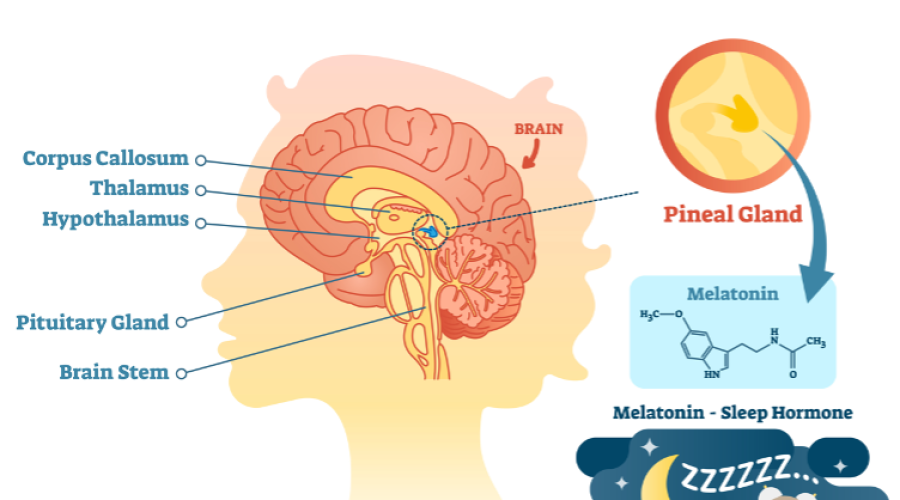 PINEAL GLAND, the Third EYE – (Mindset Media News!)